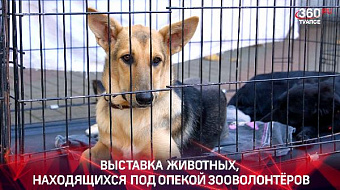 Выставка животных находящихся под опекой зооволонтёров